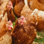 Día mundial de las gallinas: Todo lo que debes saber sobre ellas