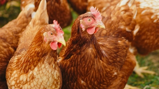Día mundial de las gallinas: Todo lo que debes saber sobre ellas 