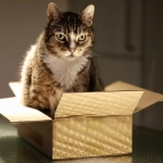 Gatos y cajas: Los ayudarían a reducir el estrés