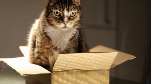 Gatos y cajas: Los ayudarían a reducir el estrés