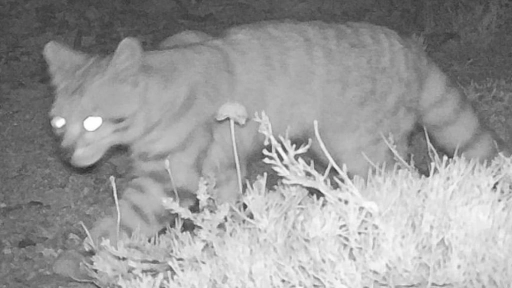 Cámaras trampa captan imágenes de gato andino