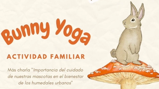Bunny yoga en Antofagasta: Realizarán evento para esterilizar conejos rescatados