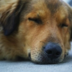 La Serena: Comerciante muere baleado y perros que alimentaba lo esperan afuera de su local