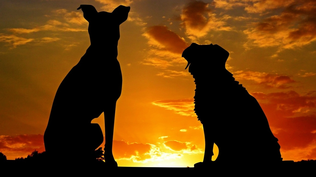Perros atardecer, Pixabay