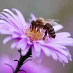 Día de las abejas: Nuestras acciones y decisiones son cruciales para preservar la especie