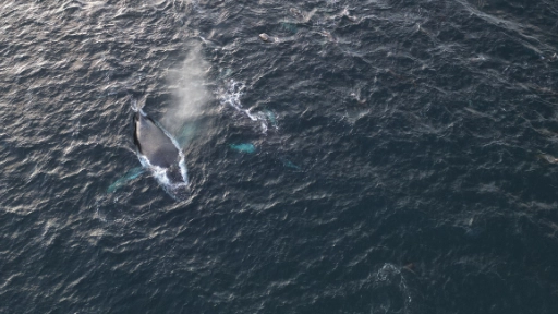 Avistan grupo de ballenas jorobadas en el canal Beagle