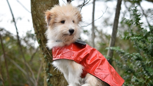 Perros y frío: Consejos para cuidarlos ante las bajas temperaturas