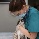 Parvovirus en perros ¿Qué es y cómo prevenirlo?