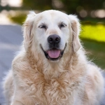 ¿Puede un fármaco extender la vida canina?