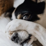 Todo lo que debes saber sobre la Dermatitis atópica en perros