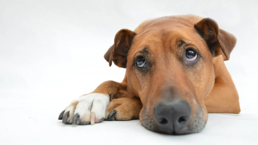 Pseudogestación en perros: Existe y puede tener complicaciones
