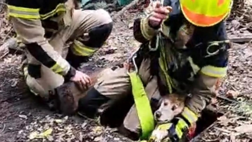 Olmué: Bomberos rescatan perrita que había caído en un pozo