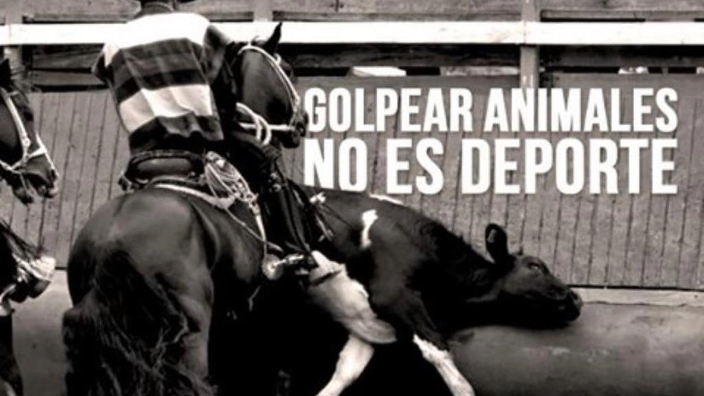 Rodeo #NoEsDeporte, Animal Libre