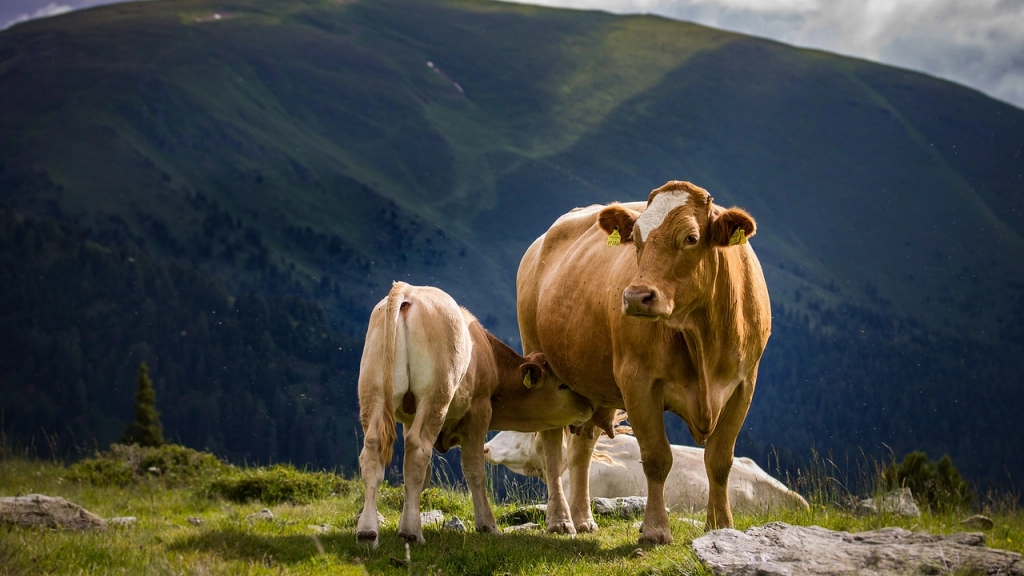 vaca y ternero, Pixabay