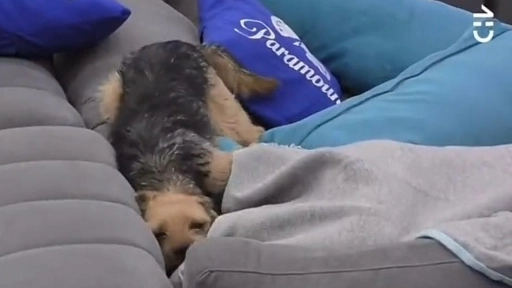 Gran Hermano: Repudio causa maltrato de un participante contra Bigotes