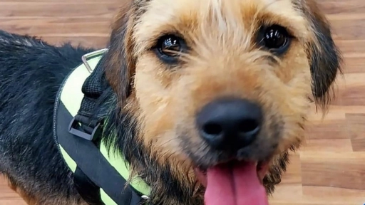 Bigotes: El perro rescatado que ingresó a Gran Hermano