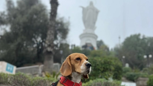 Club Beagles Chile organiza Trekking al Cerro San Cristóbal