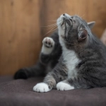 Gatos y dermatitis ¿Cómo identificarla y tratarla?