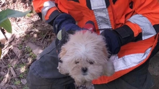 Bomberos rescatan a perrito que cayó a un pozo