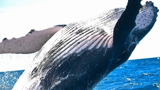Islandia suspende caza anual de ballenas