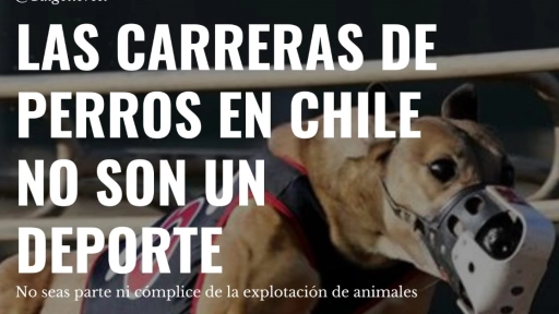 #NoSonDeporte: Galgo Libre llama a manifestarse contra las carreras de perros