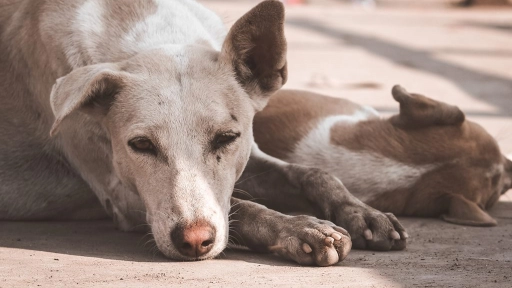 Canarias autoriza la caza de perros y gatos asilvestrados