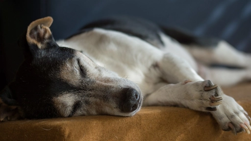 Invierno: Perros con artritis sufren en esta época del año