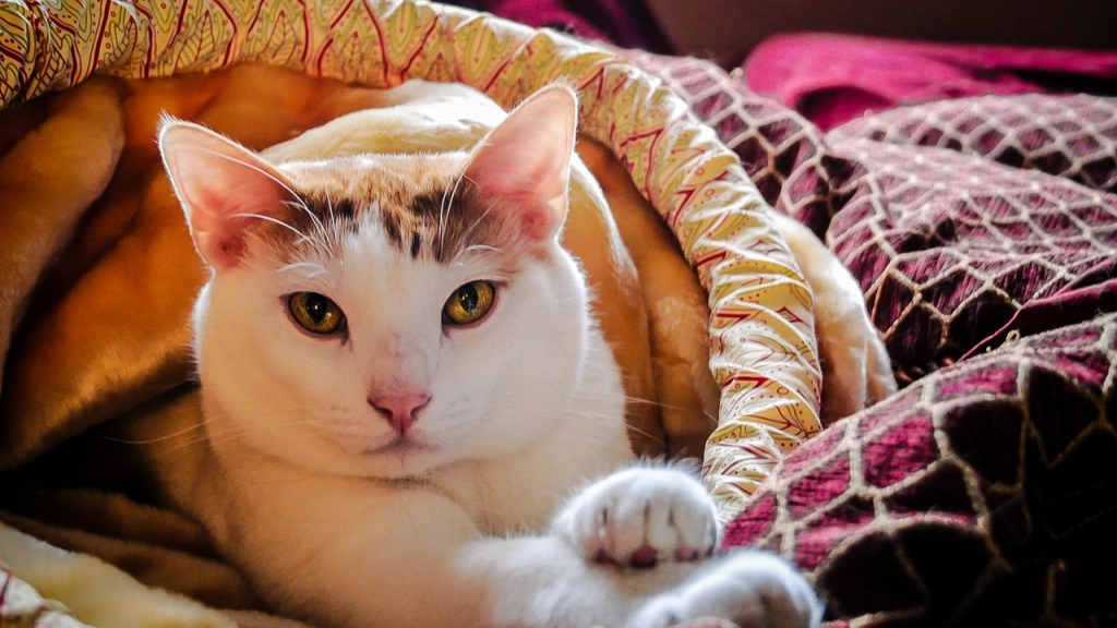 Gato, Pixabay