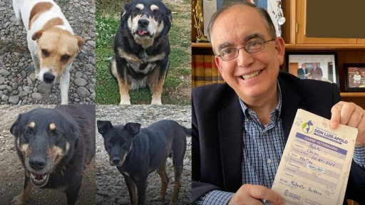 Osorno: Municipio adopta cuatro perros abandonados