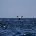 Ballenas y delfines: El incierto futuro de las otras víctimas del cambio climático