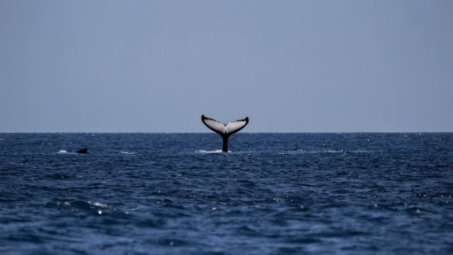 Ballenas y delfines: El incierto futuro de las otras víctimas del cambio climático