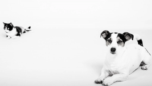 Malls & Outlets VIVO lanza su primer podcast sobre tenencia responsable de animales