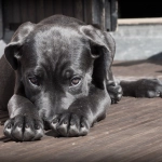 Perros abandonados: Por qué la mayoría son negros
