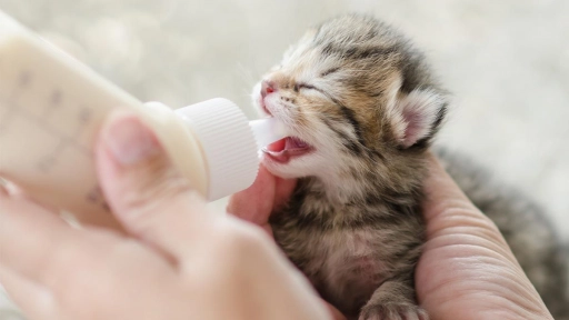 Sustituto lácteo para gatos que nacerán luego de agosto