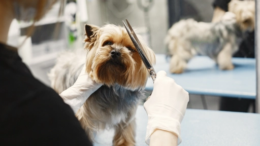 Perros y gatos: Municipalidad de Las Condes habilita peluquería con retiro a domicilio