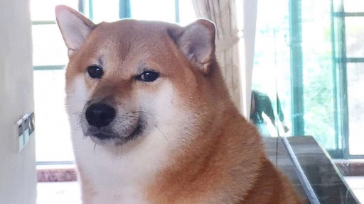 Muere Cheems: El reconocido perrito meme de Internet