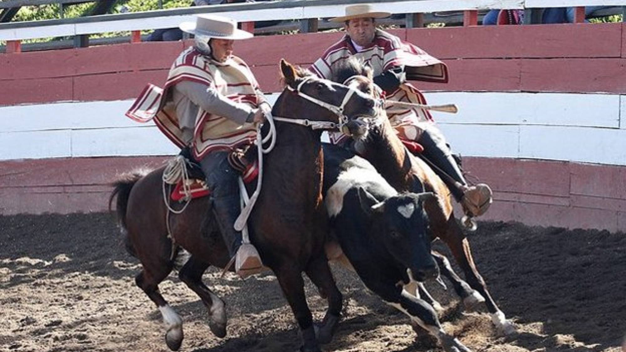 El 75% de los chilenos no se siente identificado con el rodeo ...