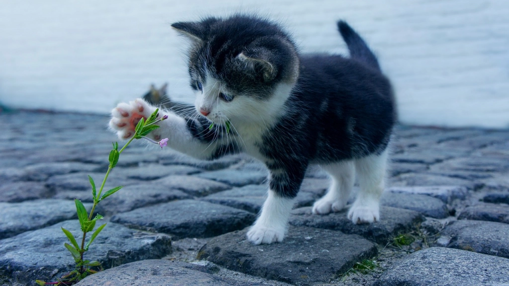 cat, flor, gatito, Pixabay