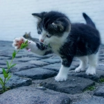 Día Mundial del gato: Todo lo que debes saber sobre el comportamiento felino
