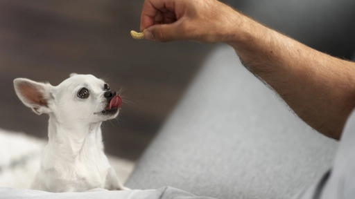 Consejos para regalonear con snacks a los perros
