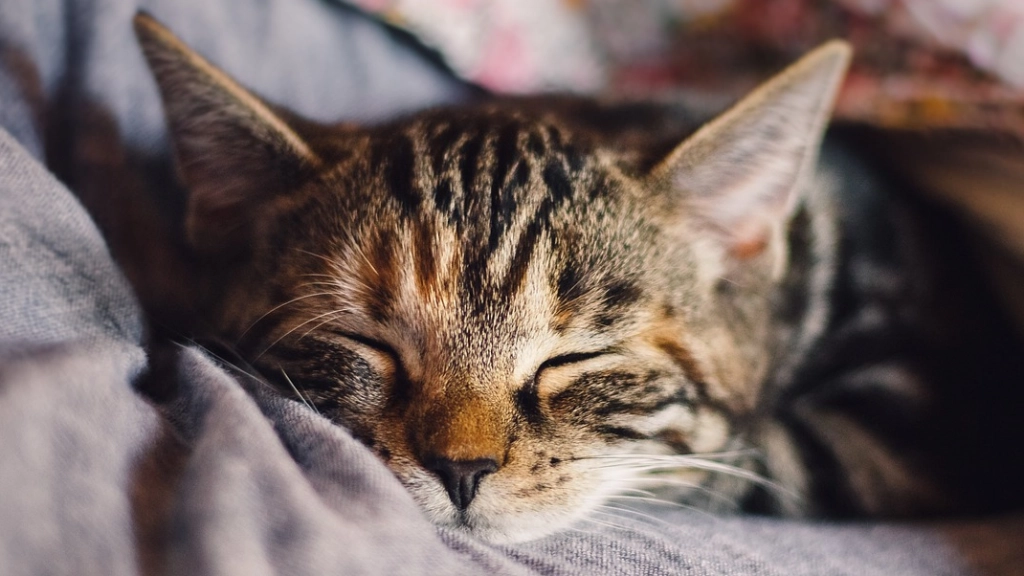 Gato, Pixabay