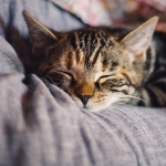 Gatos: Celébralos en su día y todo el mes con estas recomendaciones
