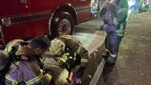 Bomberos rescatan dos perritos durante un incendio