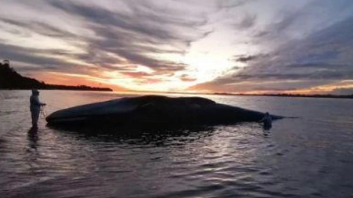 Sernapesca activó protocolos por varamiento de cetáceo en Ancud