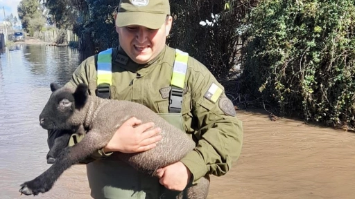 Peralillo: Carabineros rescataron ovejas que corrían el riesgo de ahogarse