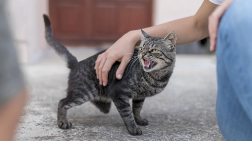 ¿Qué hacer si tengo un gato agresivo?