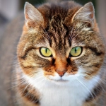 Bienvenido agosto: Mes de los gatos
