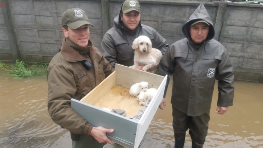 Concepción: Carabineros rescatan a perrita y sus cachorros desde casa inundada