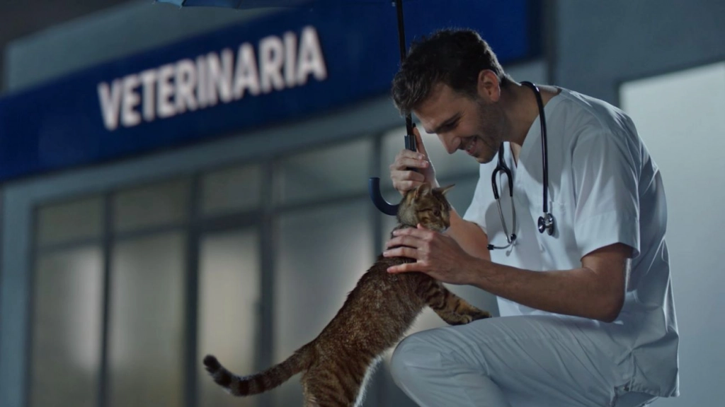 Gato y veterinario, Agencia