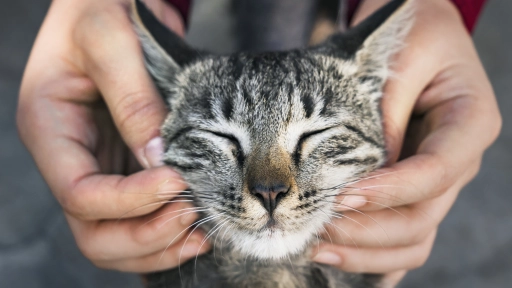 El tratamiento chileno para el hongo de los gatos 